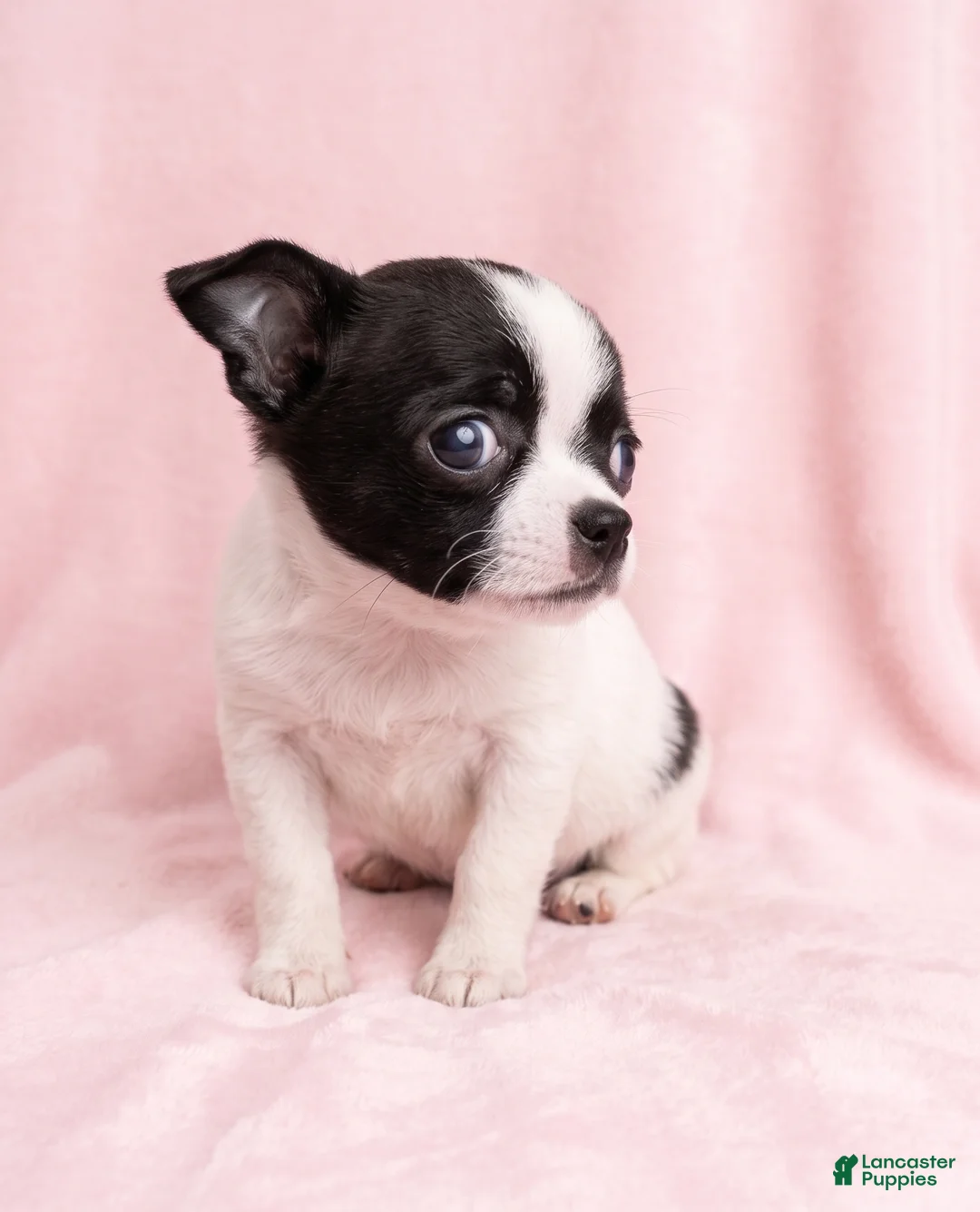 Mixed Breed dogs for sale: Penelope - Ad 2