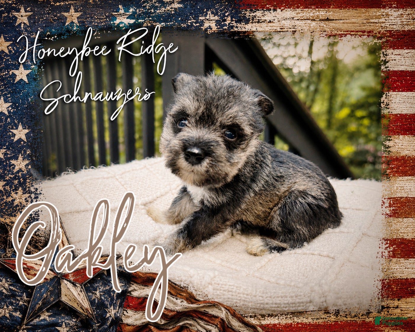 Miniature Schnauzer dogs Akc Oakley - Ad 2