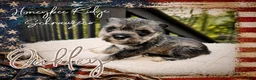 Miniature Schnauzer dogs for sale: Akc Oakley - Ad 2