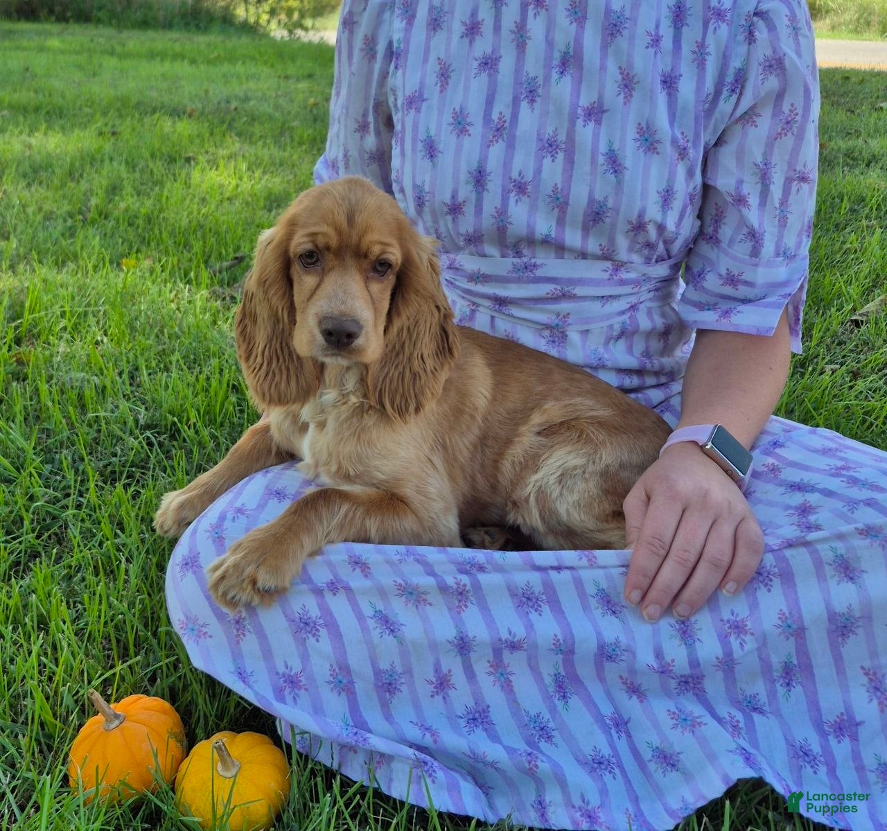 Autumn (Cocker Spaniel, Female) in Hurdland, MO