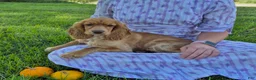 Cocker Spaniel dogs for sale: Autumn - Ad 1