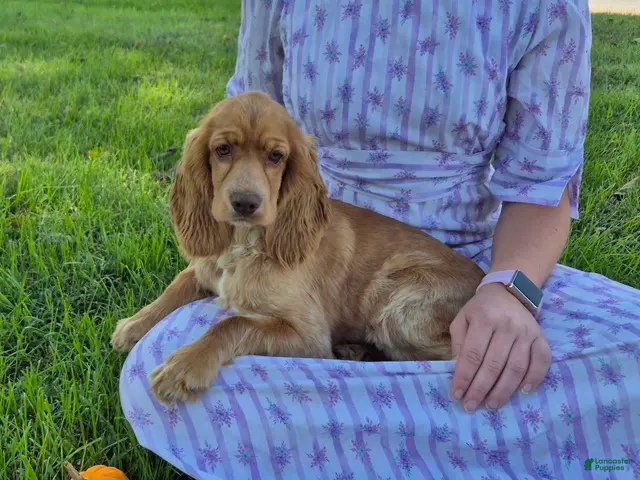 Cocker Spaniel dogs Autumn - Ad 2