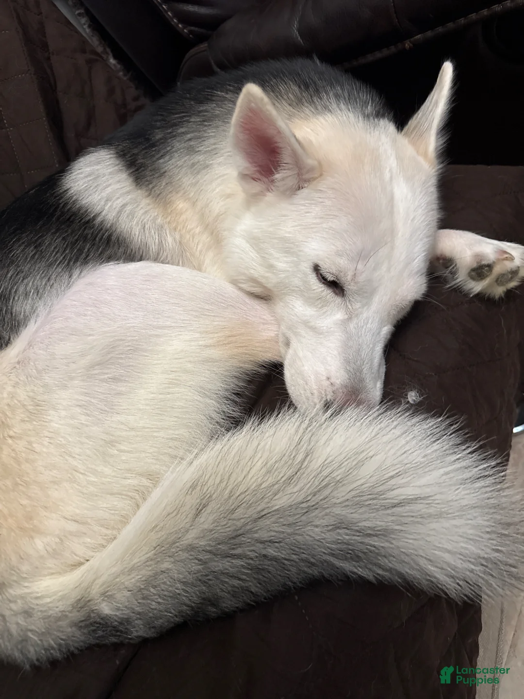 Gerberian Shepsky dogs for sale: Gerberian Shepsky puppy  - Ad 2