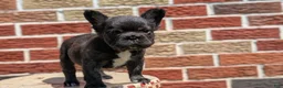 French Bulldog dogs for sale: Ezi - Ad 10