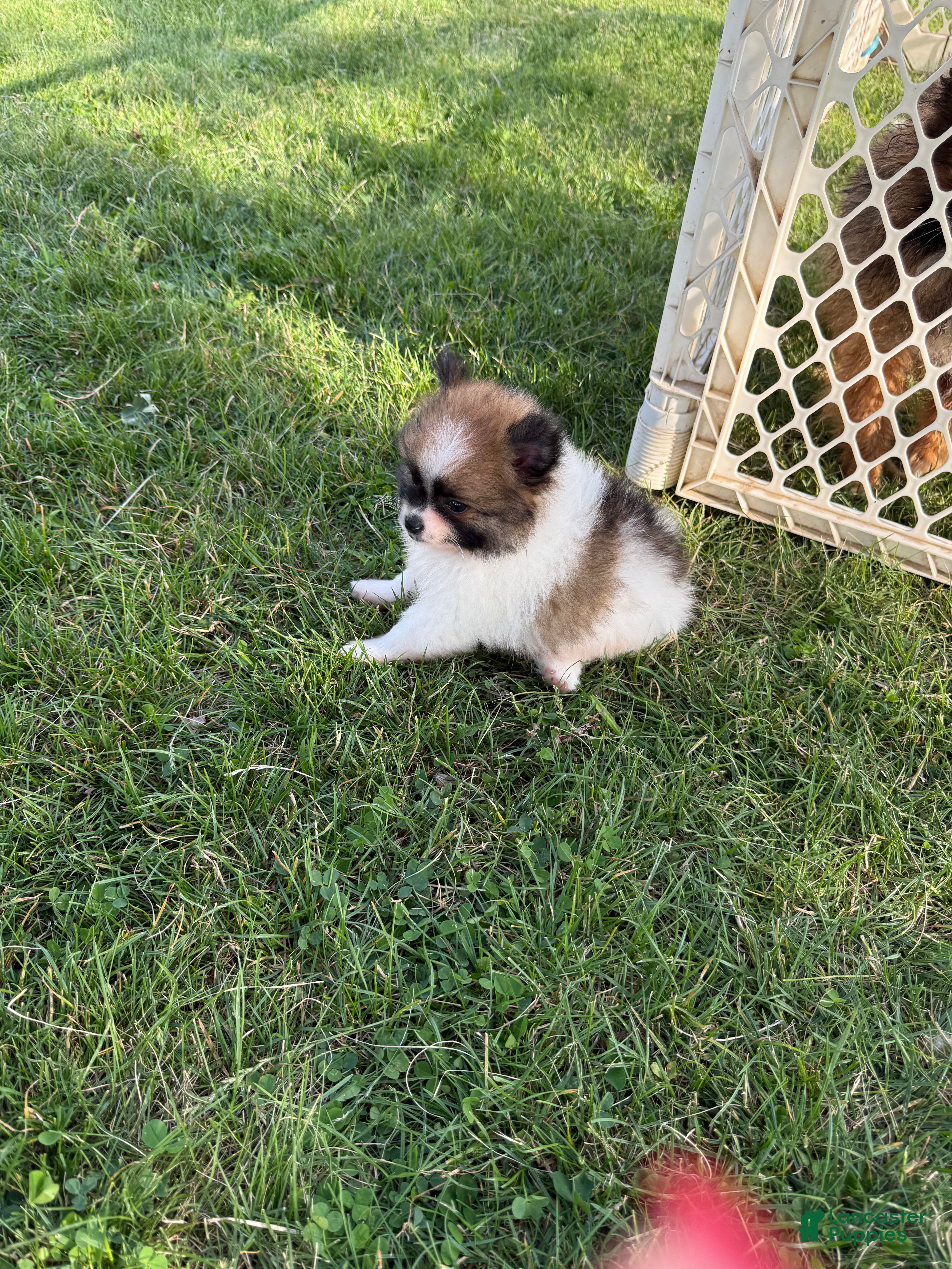 Pomeranian dogs Beethoven  - Ad 1
