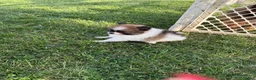 Pomeranian dogs for sale: Beethoven  - Ad 1