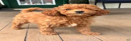 Mini Goldendoodle dogs for sale: Mini Goldendoodle Puppy 2 - Ad 4