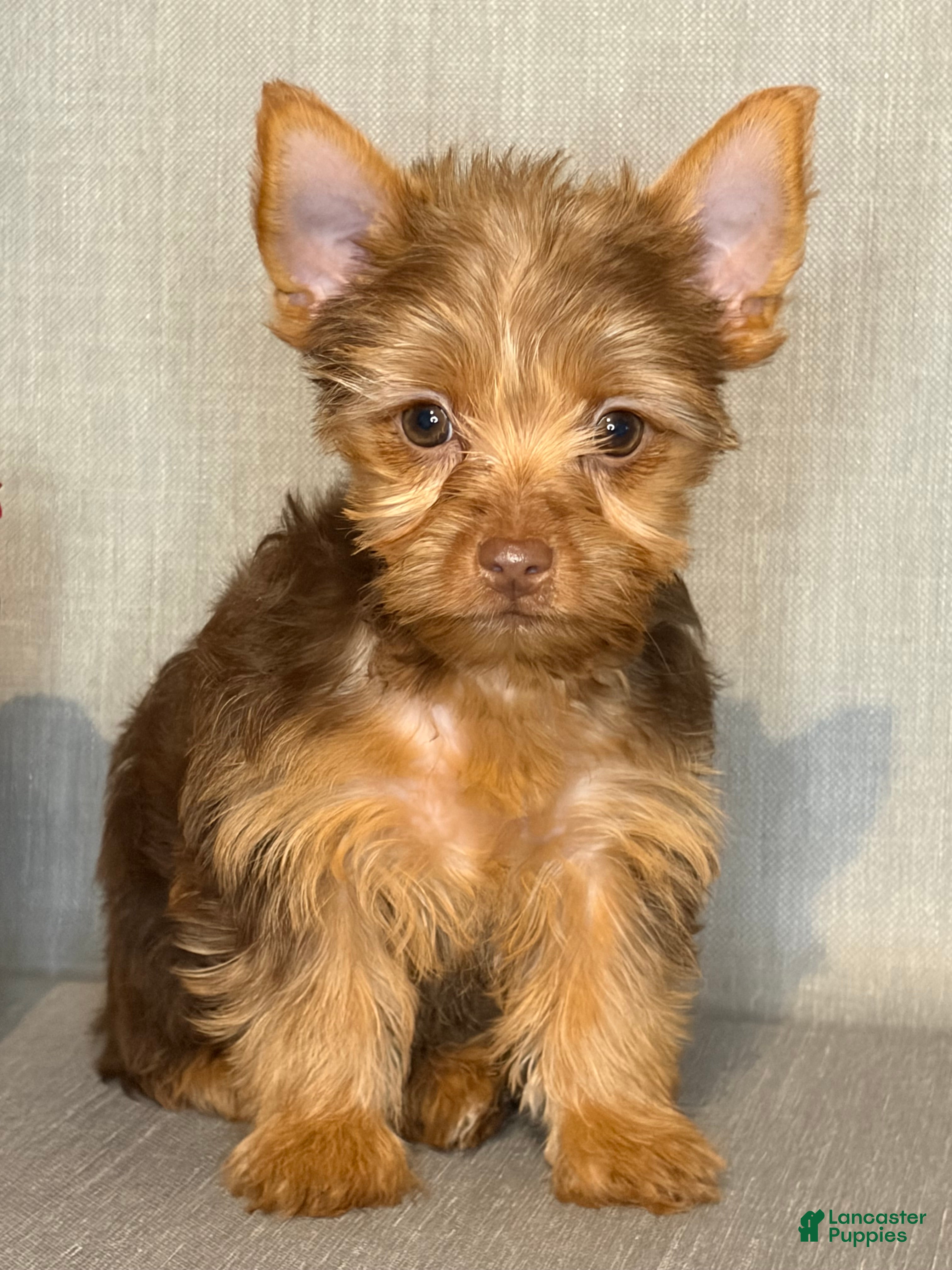 Yorkshire Terrier dogs Jewel  - Ad 21