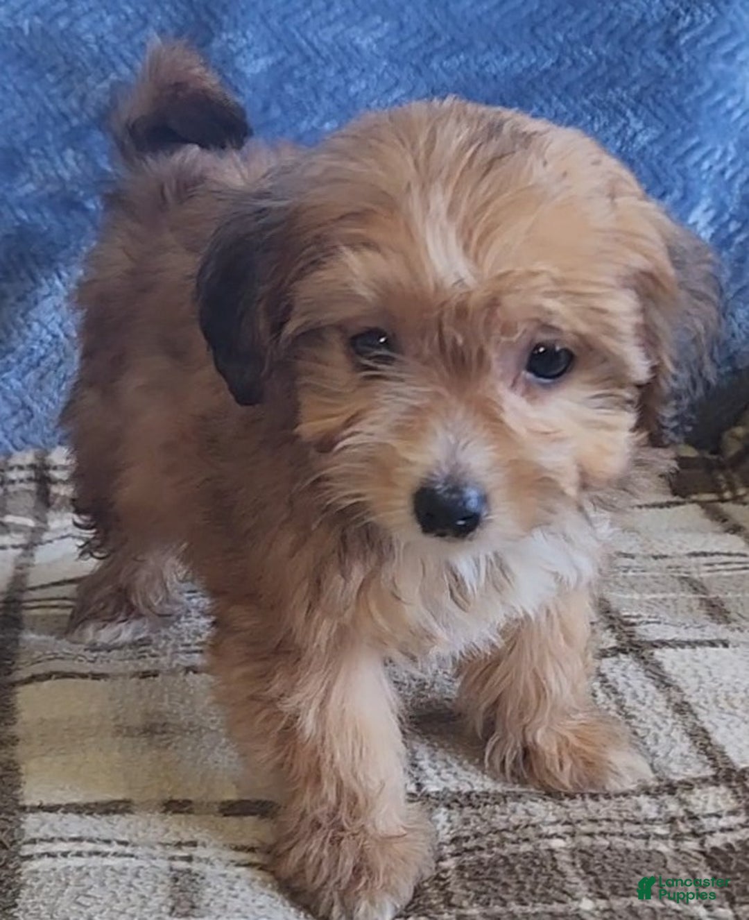 Mixed Breed dogs for sale: Molly - Ad 9