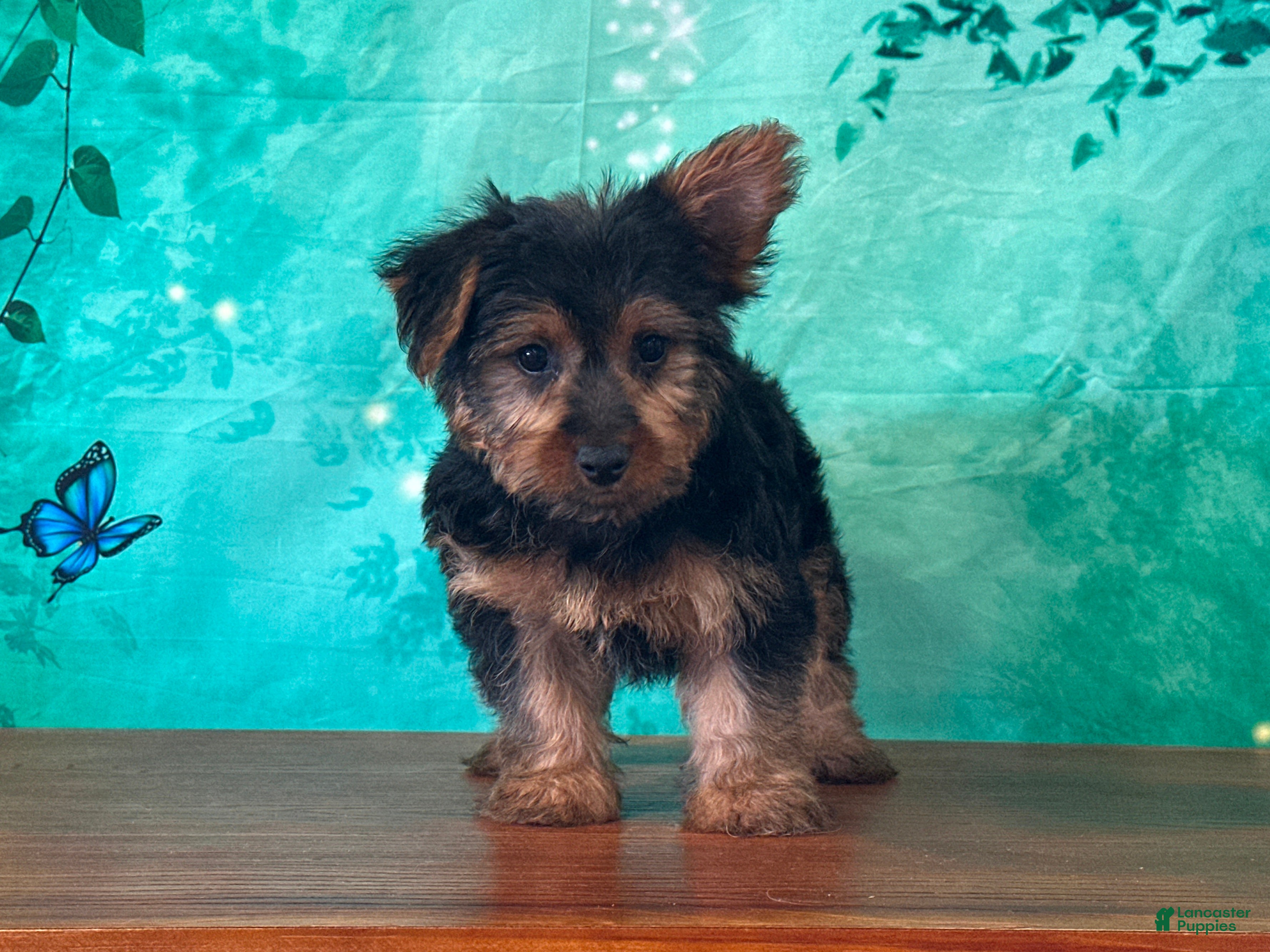 Yorkshire Terrier dogs Leo - Ad 1