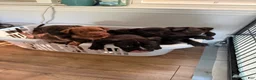 Mixed Breed dogs for sale: Mixed Breed Puppy 6 - Ad 4