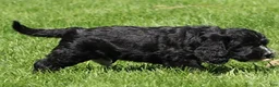 Mixed Breed dogs for sale: Bear - Ad 5
