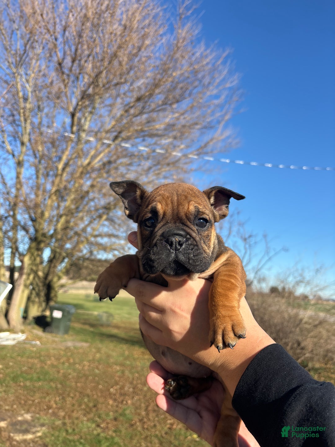 English Bulldog dogs for sale: Lucy - Ad 39