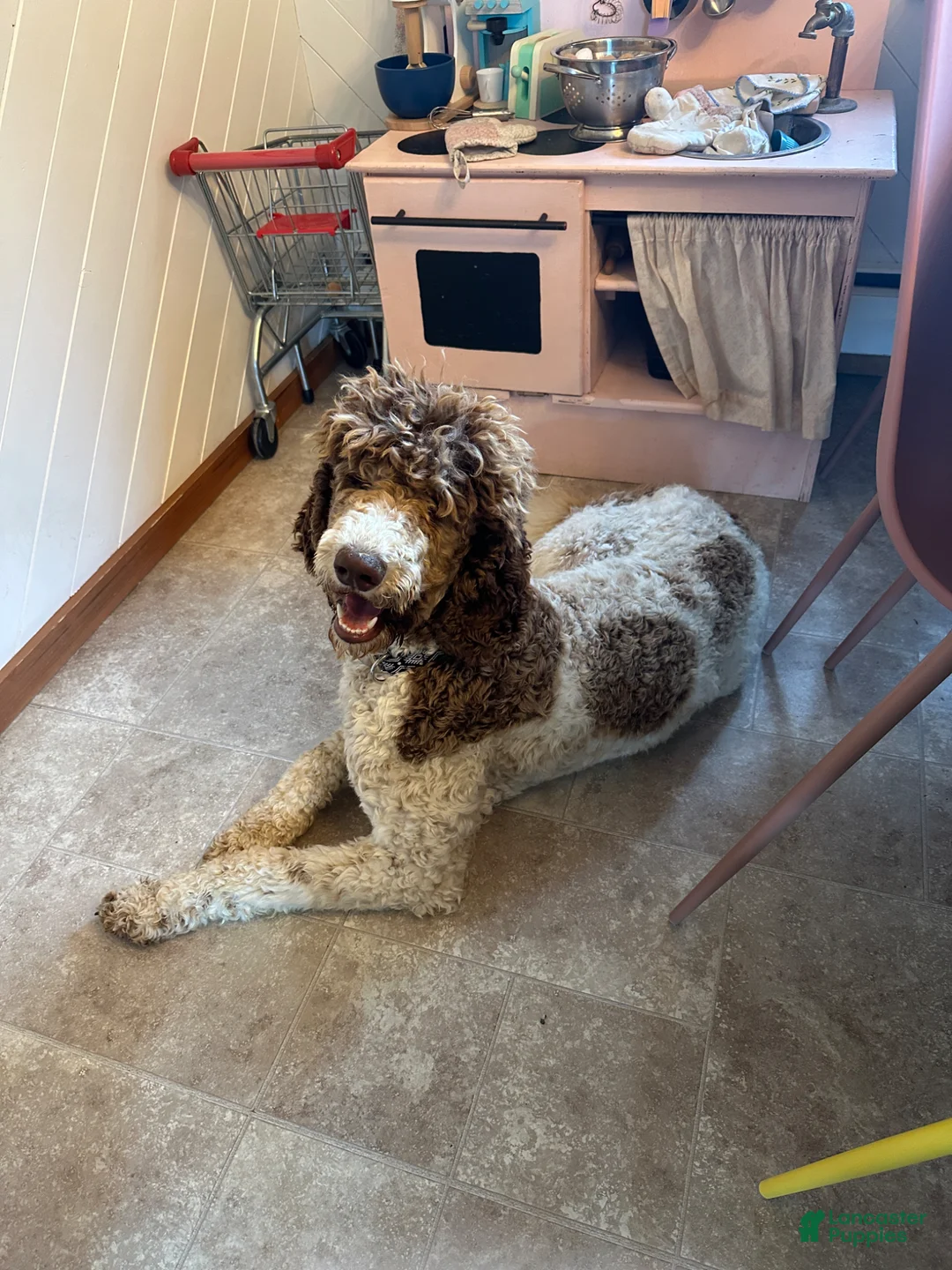 Standard Poodle dogs for sale: Standard Poodle Puppy 1 - Ad 1