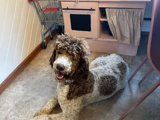 Standard Poodle dogs Standard Poodle Puppy 1 - Ad 36