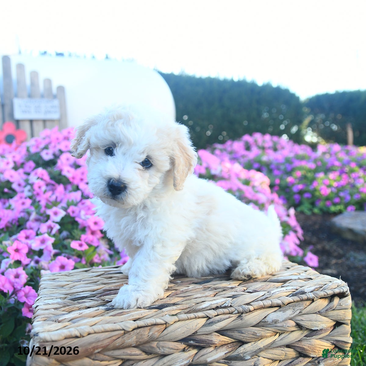 Bichpoo dogs for sale: Honey   - Ad 2