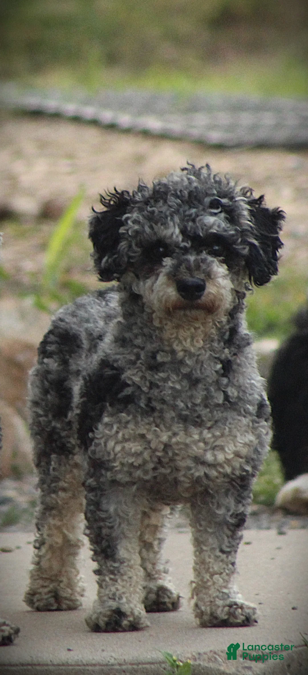 Toy Poodle dogs for sale: Cuddles - Ad 2