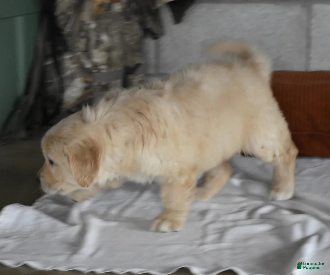 Golden Retriever dogs for sale: Harley  Genetic/OFA - Ad 9