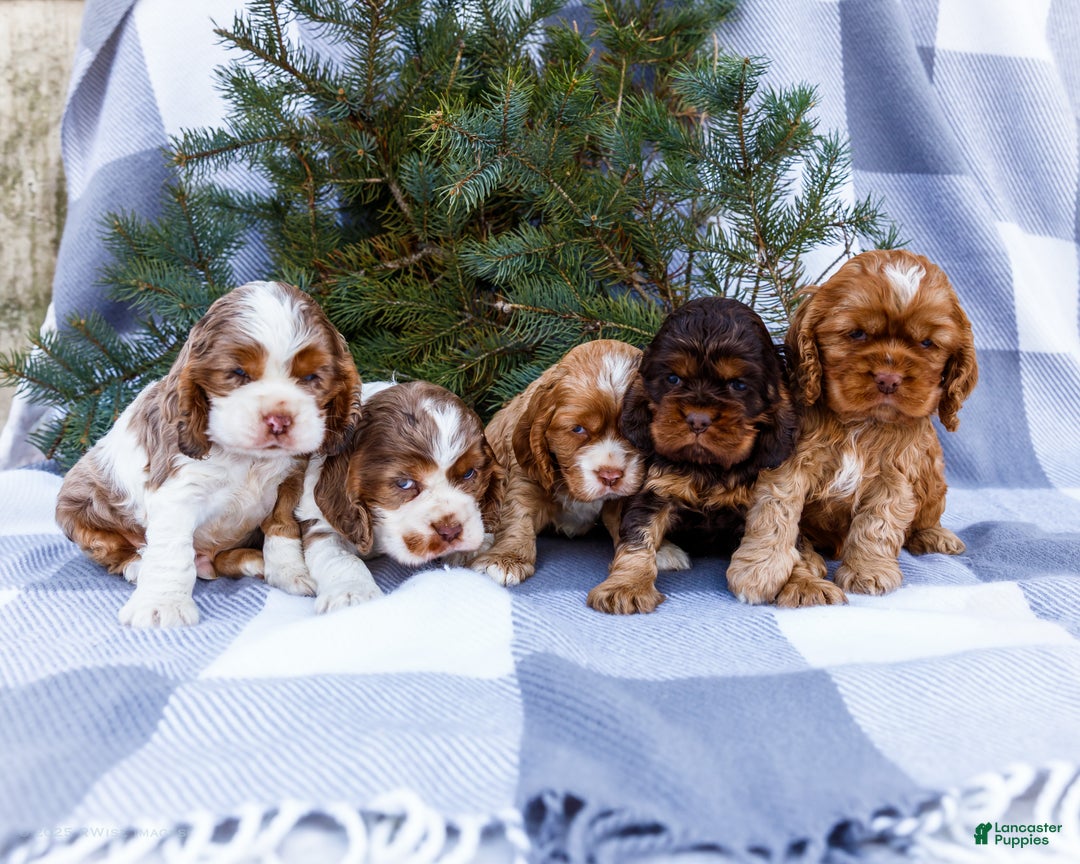 Cocker Spaniel dogs for sale: Tony - Ad 16