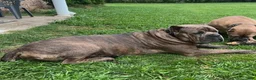 Cane Corso dogs for sale: Boy 5 - Ad 5