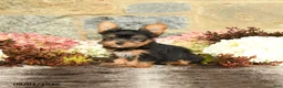 Yorkshire Terrier dogs for sale: Nelson - Ad 3