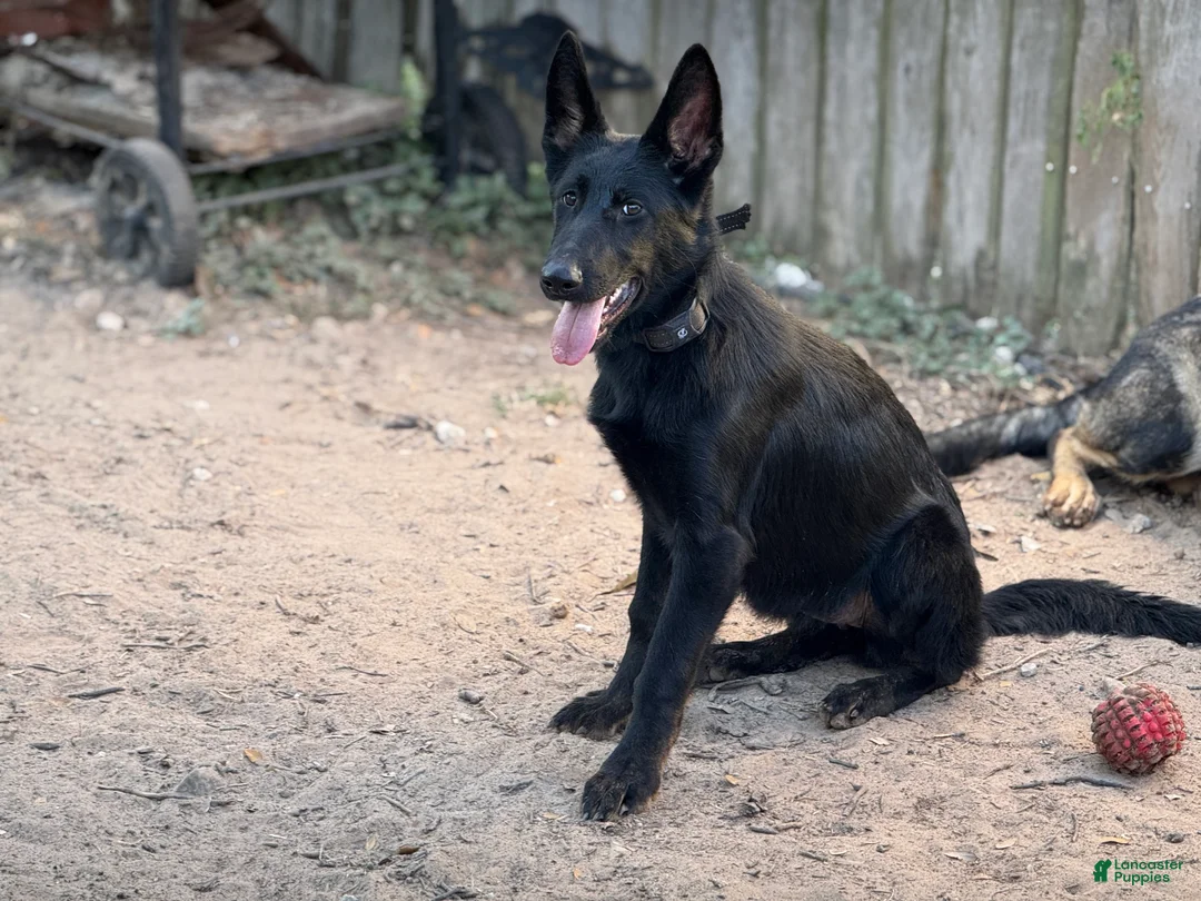 German Shepherd dogs for sale: German Shepherd Puppy 1 - Ad 24