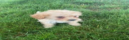 Cavapoo dogs for sale: Millie - Ad 4