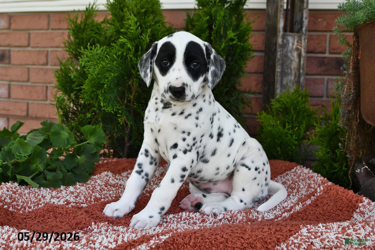 Dalmatian dogs Ellie - Ad 1