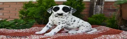 Dalmatian dogs for sale: Ellie - Ad 1