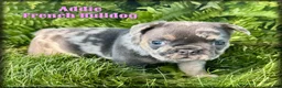 French Bulldog dogs for sale: Addie - Ad 1