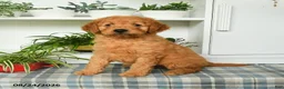 Mini Goldendoodle dogs for sale: Buster - Ad 5