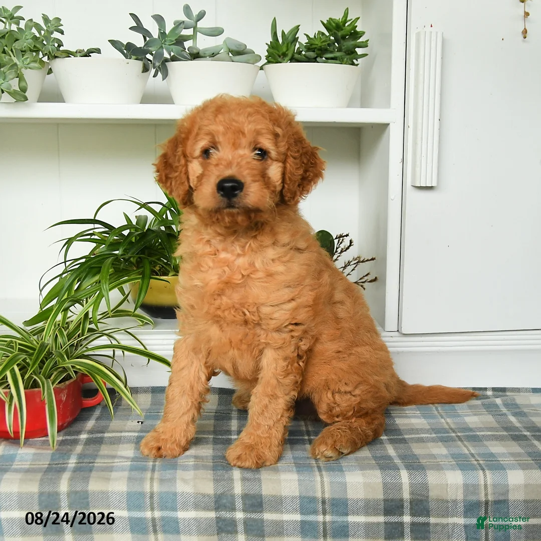 Mini Goldendoodle dogs for sale: Buster - Ad 5