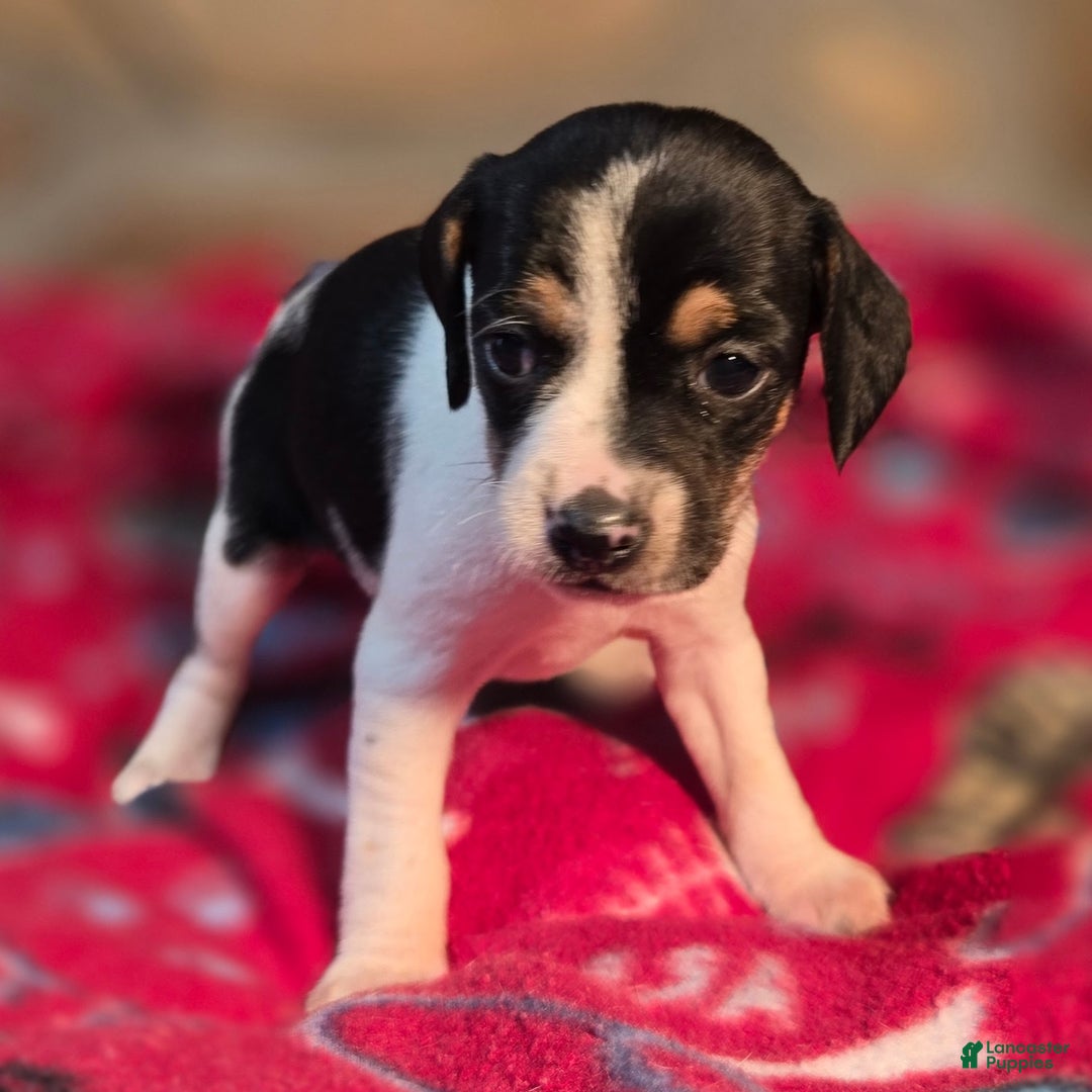 Beagle dogs for sale: Cinnamon Queen Elizabeth Pocket Beagle - Ad 3