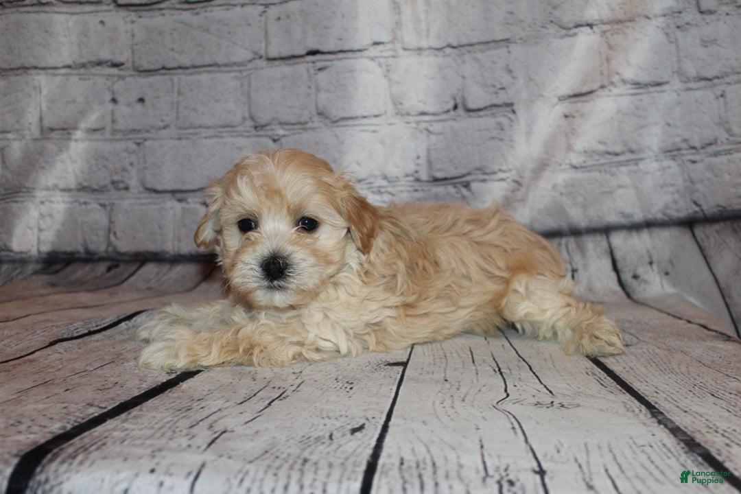Morkie dogs for sale: Dasher - Ad 8