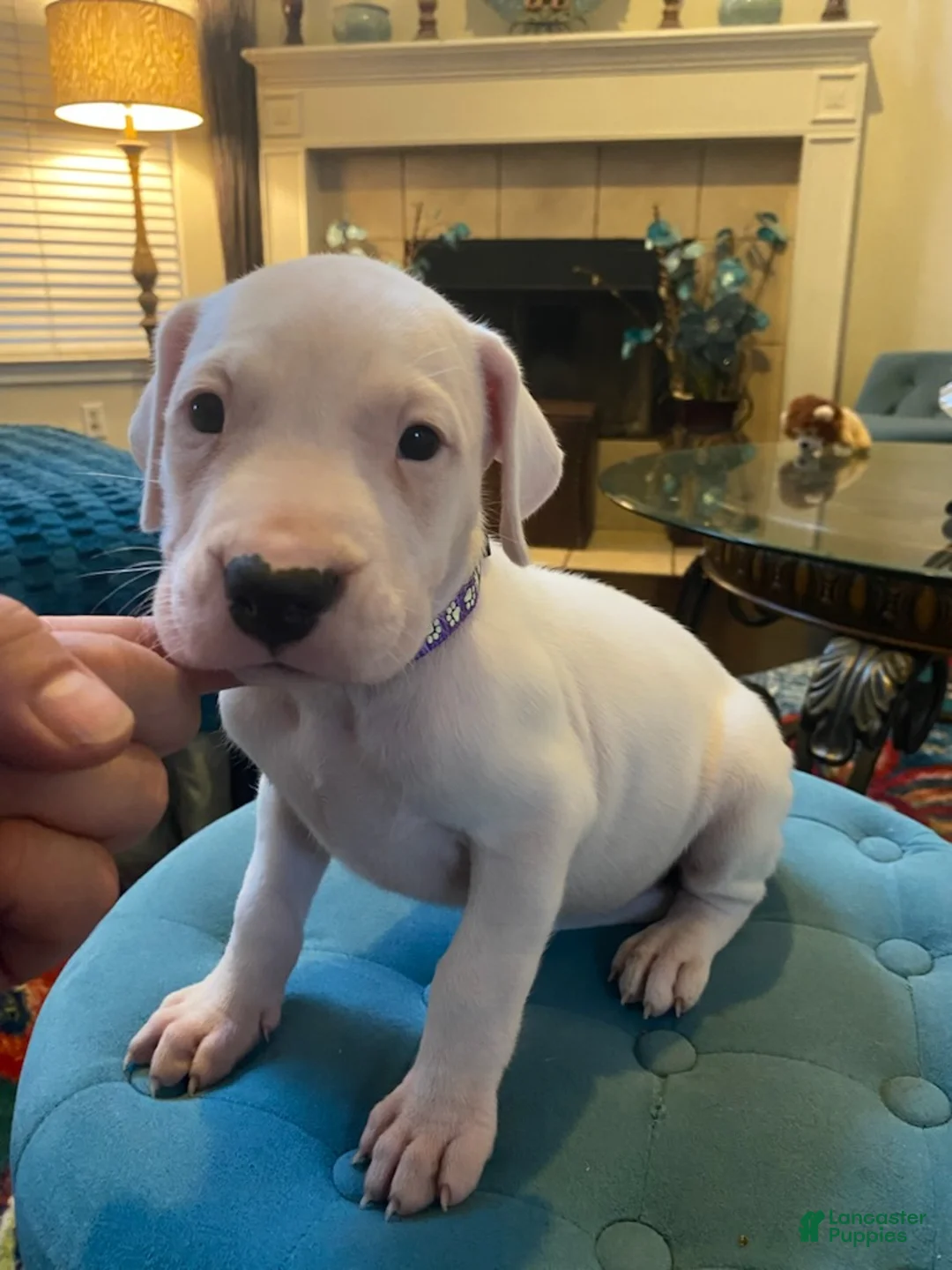 Dogo Argentino dogs for sale: Purple Collar - Ad 3