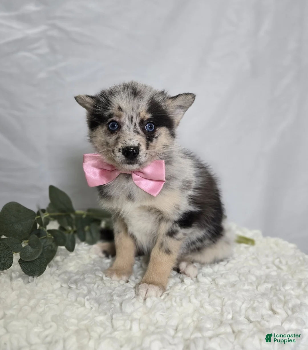 Pomsky dogs for sale: Tessa - Ad 1
