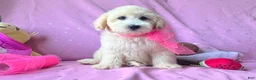Maltipoo dogs for sale: Coco Channel - Ad 3