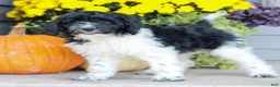 Miniature Labradoodle dogs for sale: Caleb  - Ad 3