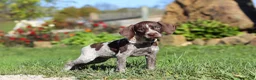 German Shorthaired Pointer dogs for sale: Allie - Ad 5