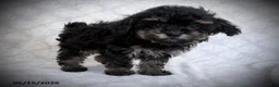Maltipoo dogs for sale: Glory - Ad 4