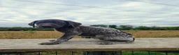 German Shorthaired Pointer dogs for sale: Rover - Ad 2