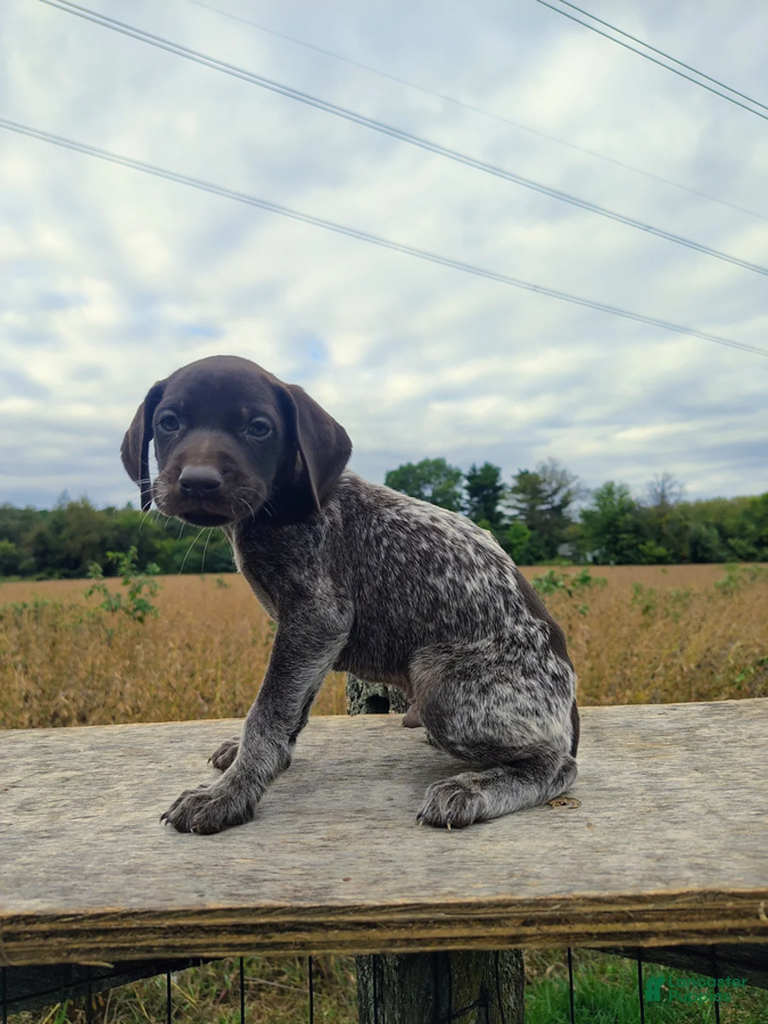 German Shorthaired Pointer dogs for sale: Rover - Ad 2