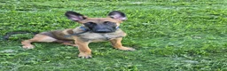 Belgian Malinois dogs for sale: Belgian Malinois 1 - Ad 3