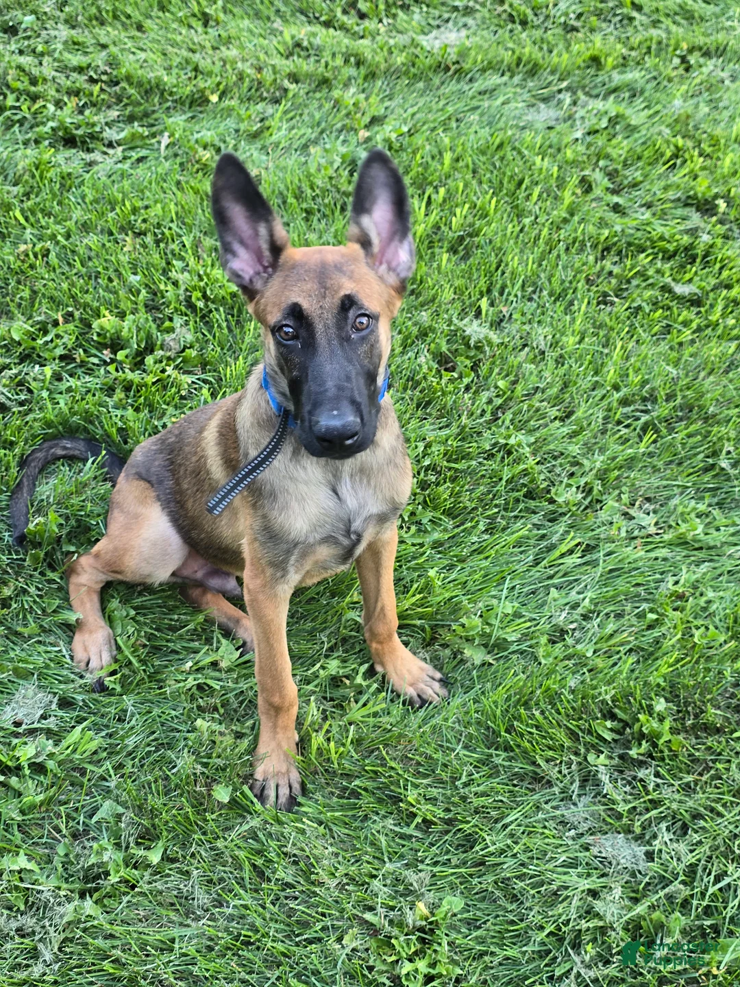 Belgian Malinois dogs for sale: Belgian Malinois 1 - Ad 3