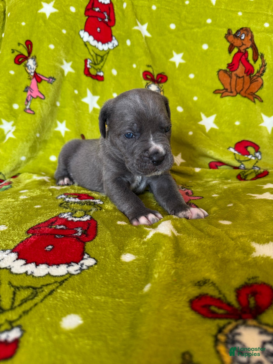 Cane Corso dogs for sale: Cane Corso Puppy 1 - Ad 1
