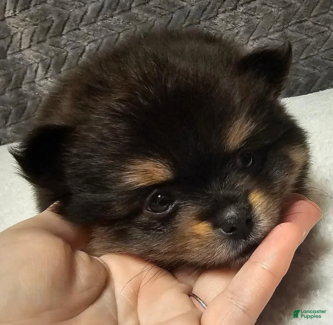 Pomeranian dogs for sale: Ares - Ad 2