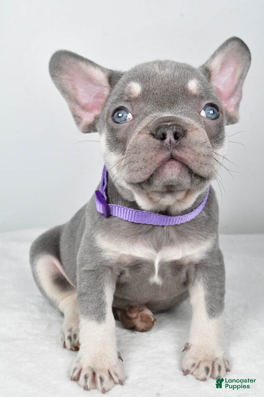 French Bulldog dogs for sale: Kayla - Ad 6