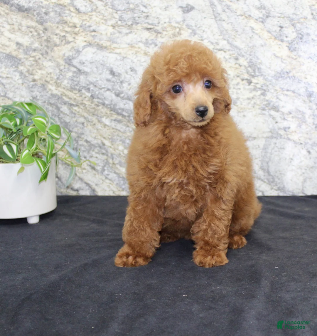Miniature Poodle dogs for sale: Annabelle - Ad 4