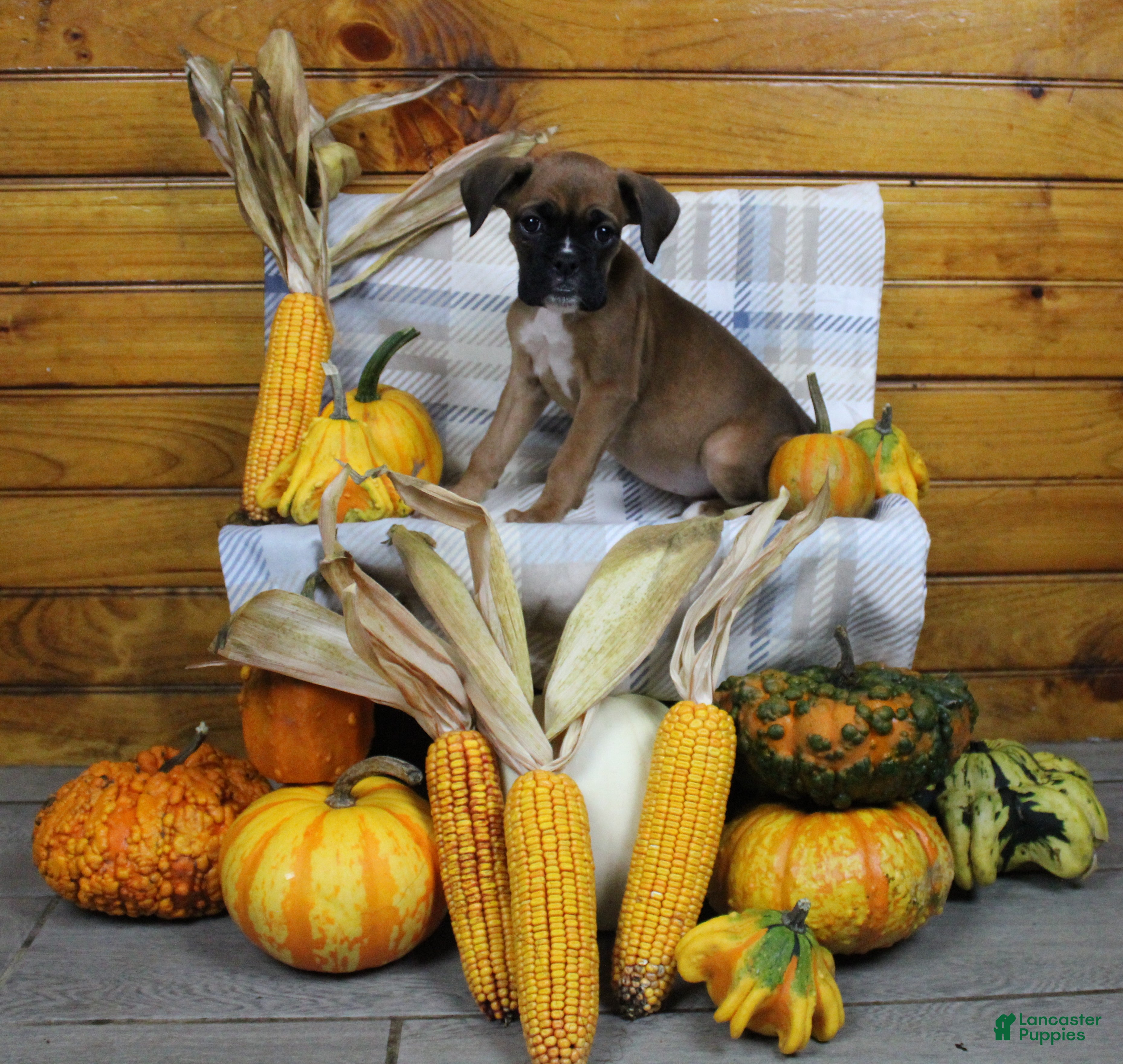 Boxer dogs Tiny  - Ad 11