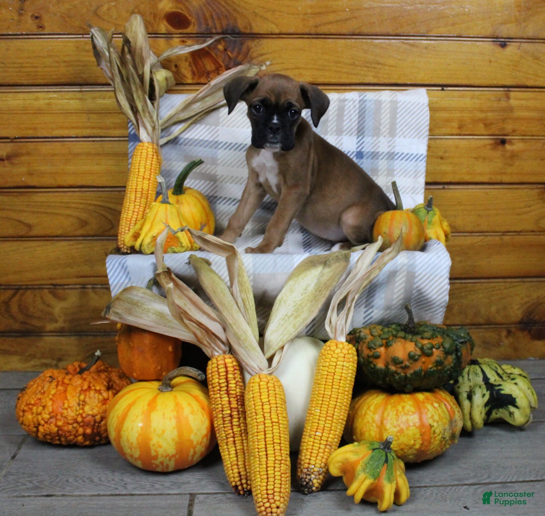 Boxer dogs for sale: Tiny  - Ad 1